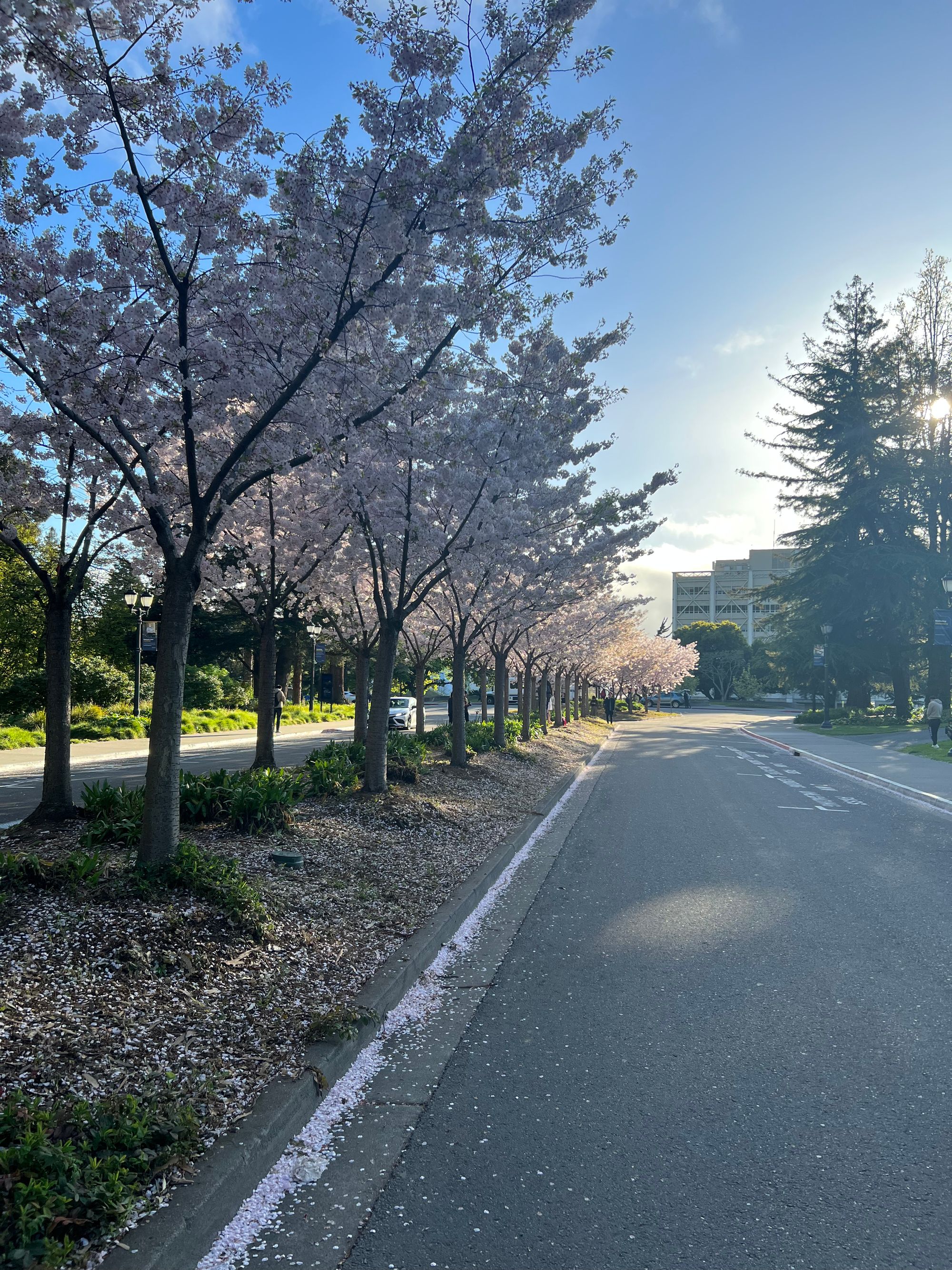 UC Berkeley in the spring