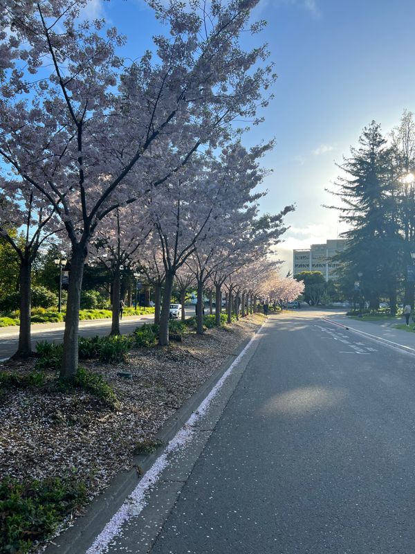 UC Berkeley in the spring